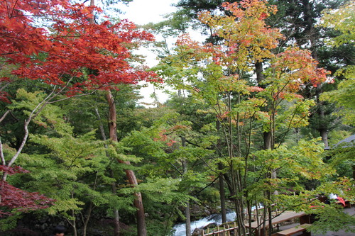 庭園紅葉