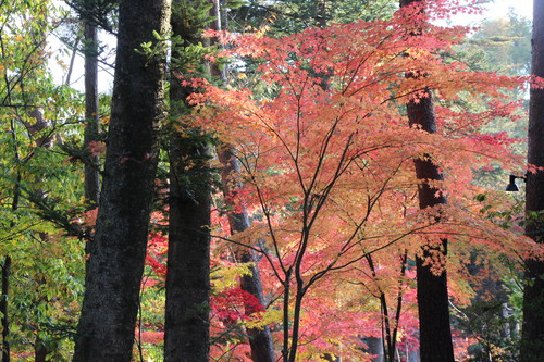 富士山温泉ホテル鐘山苑：１０／３０＿５