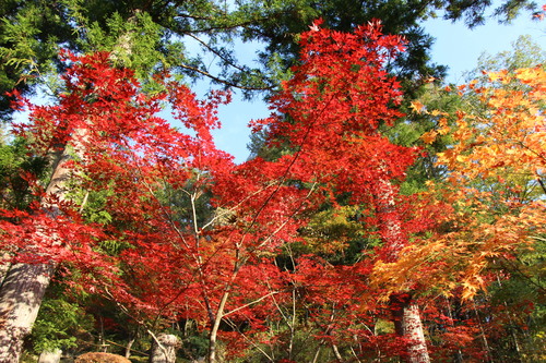 庭園の紅葉情報No.7｜富士山温泉ホテル鐘山苑