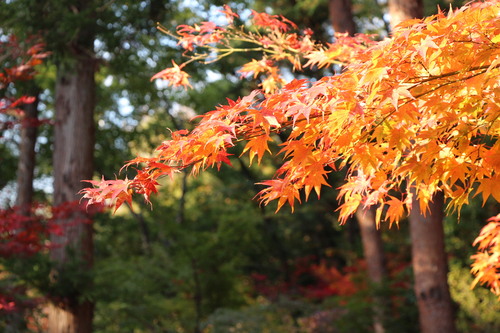 富士山温泉ホテル鐘山苑：１０／３０＿１０