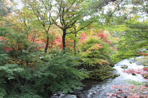 庭園紅葉