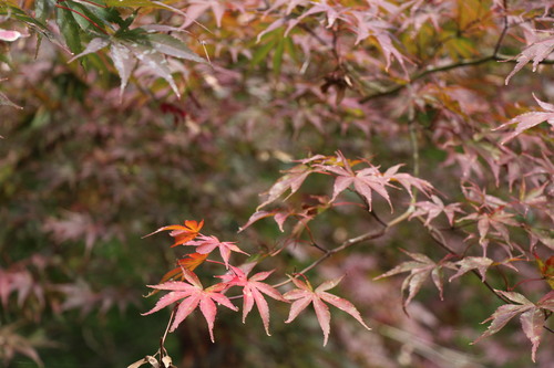 庭園紅葉