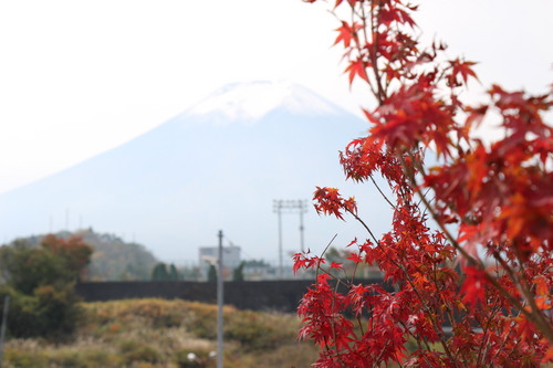 庭園紅葉