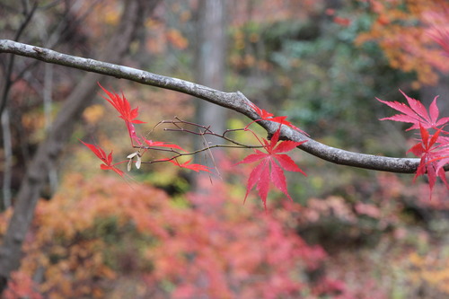 庭園紅葉