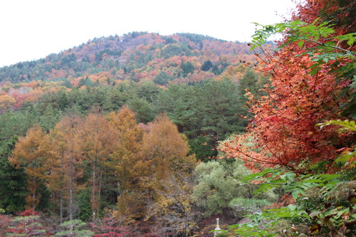 庭園紅葉