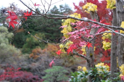 庭園紅葉