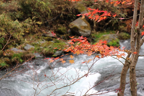 庭園紅葉