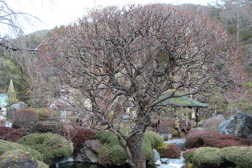 2016年庭園の梅・桜開花情報№1