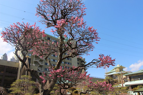 富士山温泉ホテル鐘山苑