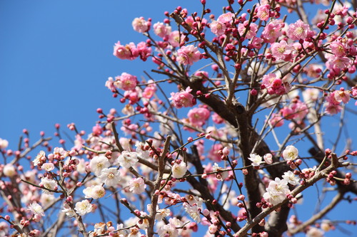 2016年庭園の梅・桜開花情報№4