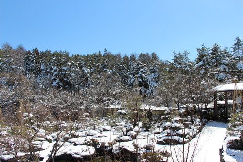 2016年庭園の梅・桜開花情報№3