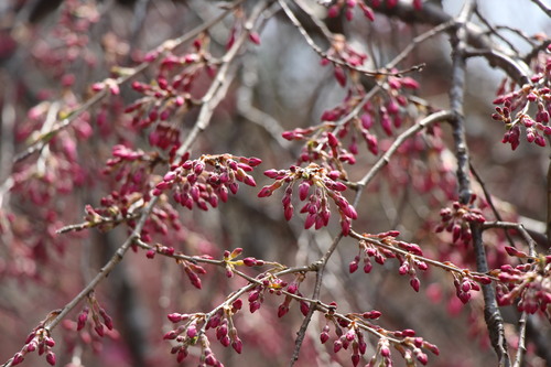 2016年庭園の梅・桜開花情報№7