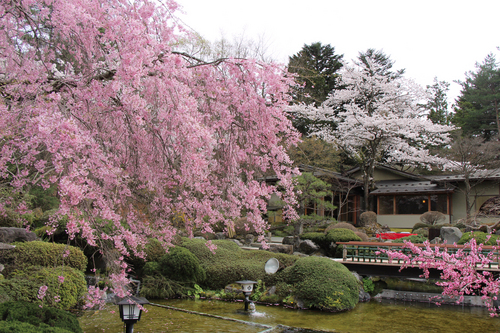 2016年庭園の梅・桜開花情報№9