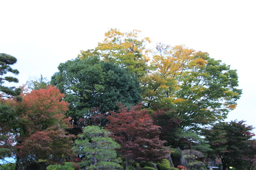 庭園の紅葉情報No.9｜富士山温泉ホテル鐘山苑