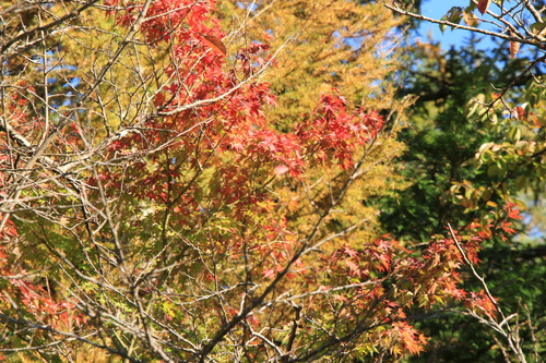 庭園の紅葉情報No.11｜富士山温泉ホテル鐘山苑