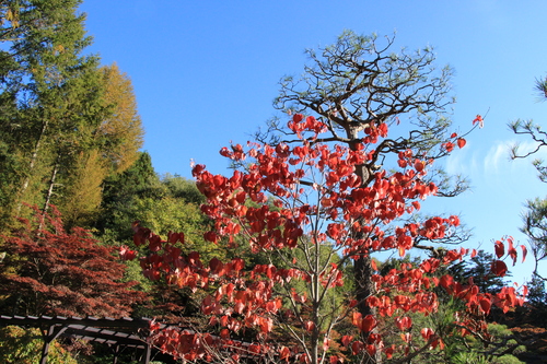 富士山温泉ホテル鐘山苑