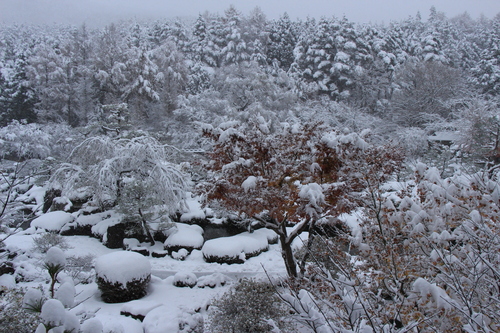 １１月２４日降雪情報