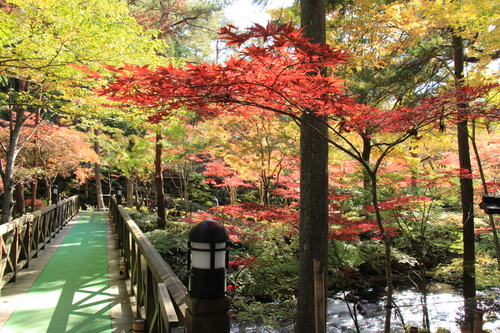 庭園の紅葉情報No.15｜富士山温泉ホテル鐘山苑