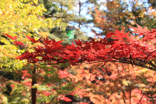 庭園の紅葉情報No.21｜富士山温泉ホテル鐘山苑