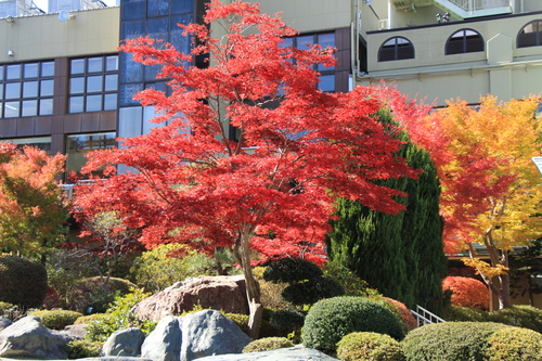 庭園の紅葉情報No.22｜富士山温泉ホテル鐘山苑