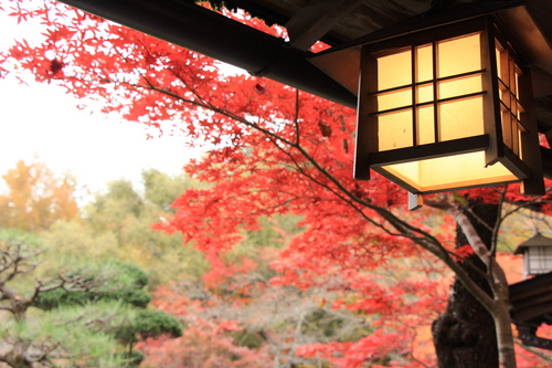 庭園の紅葉情報No.23｜富士山温泉ホテル鐘山苑