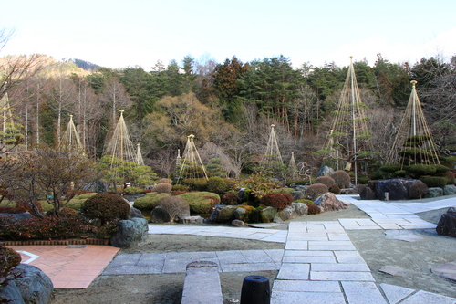 2017年庭園の梅・桜開花情報№1（梅が開花しました♪）