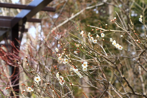 2017年庭園の梅・桜開花情報№2