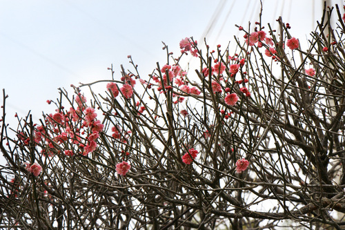 2017年庭園の梅・桜開花情報№3