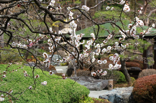 2017年庭園の梅・桜開花情報№4