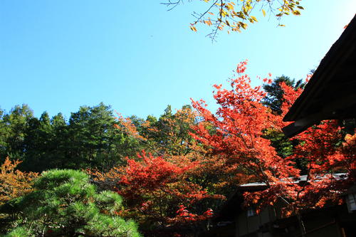 庭園の紅葉情報No.12｜富士山温泉ホテル鐘山苑