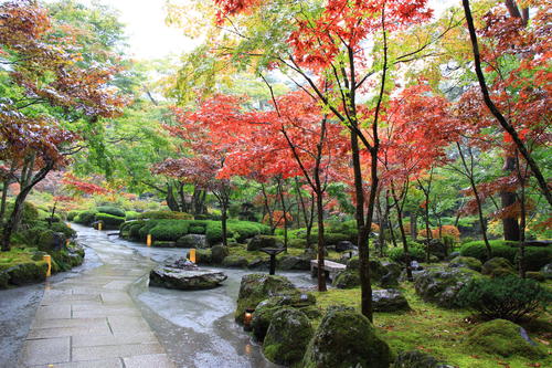 庭園の紅葉情報No.8｜富士山温泉ホテル鐘山苑