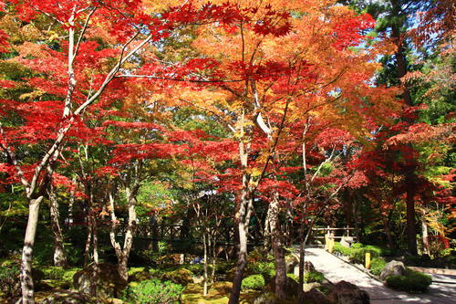 庭園の紅葉情報No.13｜富士山温泉ホテル鐘山苑