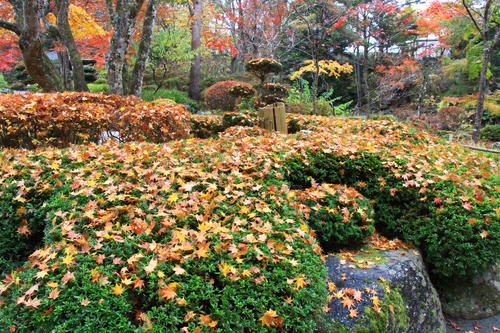 庭園の紅葉情報No.20｜富士山温泉ホテル鐘山苑