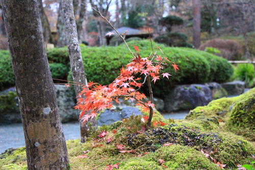 庭園の紅葉情報No.30｜富士山温泉ホテル鐘山苑