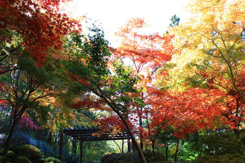 庭園の紅葉情報No.14｜富士山温泉ホテル鐘山苑