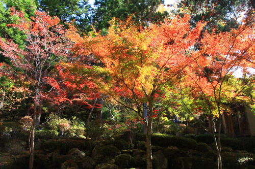 庭園の紅葉情報No.22｜富士山温泉ホテル鐘山苑