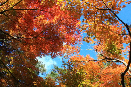 庭園の紅葉情報No.23｜富士山温泉ホテル鐘山苑