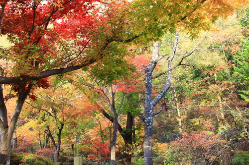 庭園の紅葉情報No.28｜富士山温泉ホテル鐘山苑