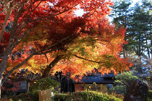 庭園の紅葉情報 最終｜富士山温泉ホテル鐘山苑