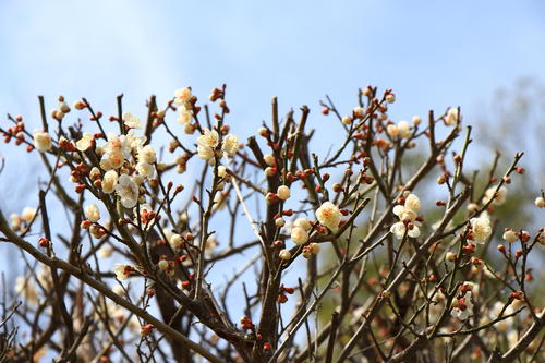 2018年庭園の梅・桜開花情報№3