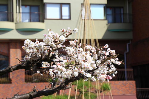 2018年庭園の梅・桜開花情報№5