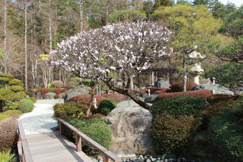 2018年庭園の梅・桜開花情報№6