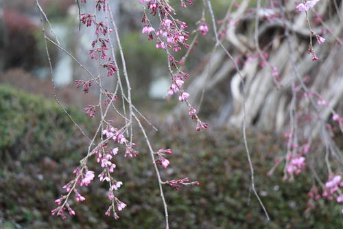 2018年庭園の梅・桜開花情報№7