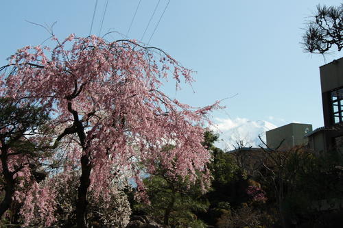 2018年庭園の梅・桜開花情報№10