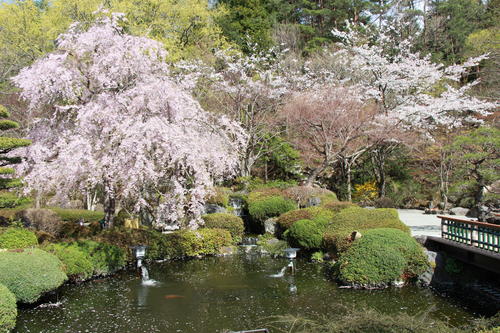 2018年庭園の梅・桜開花情報№13