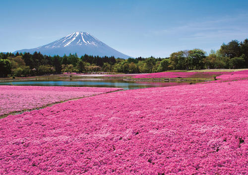 2018年度「富士芝桜まつり」４月１４日（土）～５月２７日（日）開催