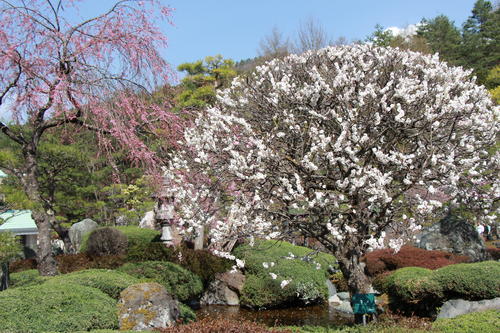 2018年庭園の梅・桜開花情報№8