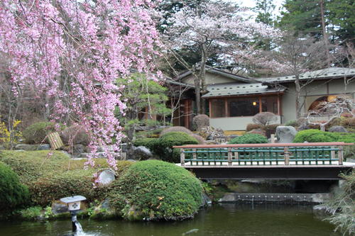 2018年庭園の梅・桜開花情報№9