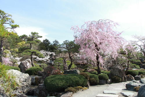 2018年庭園の梅・桜開花情報№11