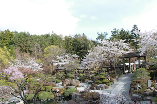 2018年庭園の梅・桜開花情報№12